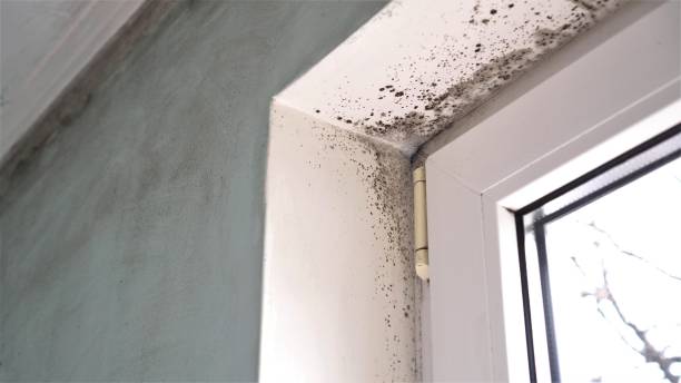 Best Mold Remediation for Specific Building Types in Ronceverte, WV