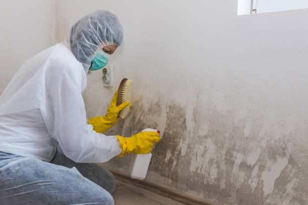 Best Mold Remediation for Schools in Ronceverte, WV