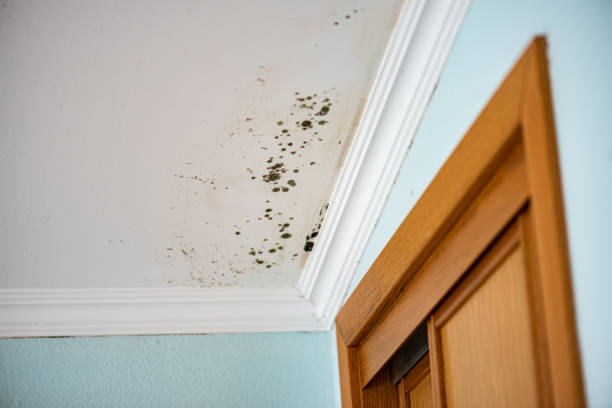 Best Localized Mold Remediation (e.g., coastal areas, humid climates) in Ronceverte, WV