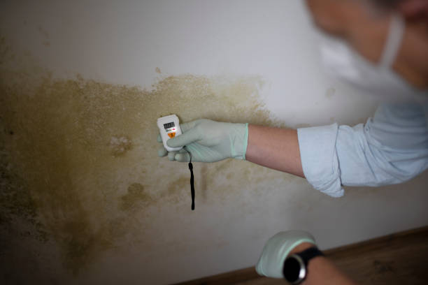 Best Bathroom Mold Remediation in Ronceverte, WV
