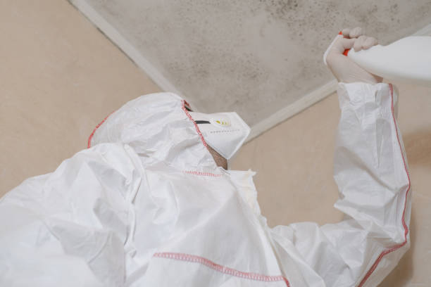 Best Basement Mold Remediation in Ronceverte, WV