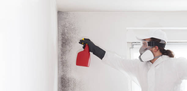 Best Health and Safety Mold Remediation in Ronceverte, WV