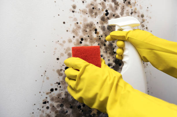 Best Kitchen Mold Remediation in Ronceverte, WV