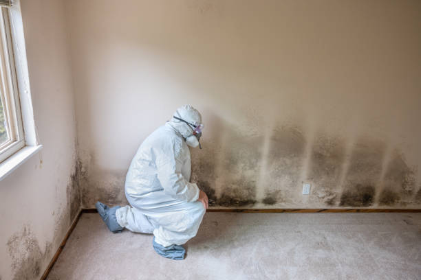 Best Mold Testing and Inspection Services in Ronceverte, WV