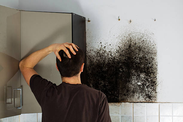Best Industrial Mold Remediation in Ronceverte, WV