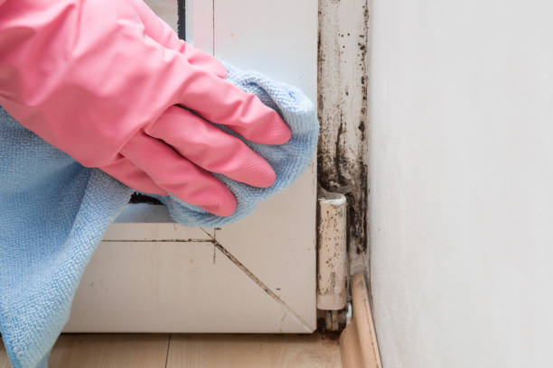 Best Commercial Mold Remediation in Ronceverte, WV